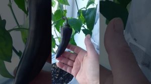 У меня перец зашли