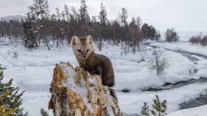 Тайга.  Истории о встречах в таежных лесах