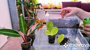 ЦВЕТОЧНЫЕ ДЕЛА.КАШПО НА ПРОДАЖУ.МОЙ НОМЕР:89088063877.