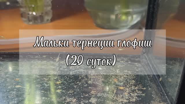 Мальки тернеции глофиш (20 суток)