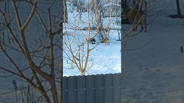 Доминирование, которого нет 😜