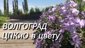 Волгоград весной. Цветение сакуры, церсиса, пруд с черепашками✅