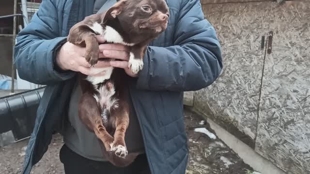 #чихуахуа Цезарио после #операции 09.03.26 #купить_щенка_чихуахуа_продаю +79215950848