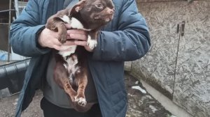 #чихуахуа Цезарио после #операции 09.03.26 #купить_щенка_чихуахуа_продаю +79215950848