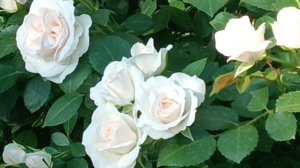 Мои розы лето 2025 г