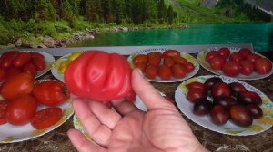 ТОМАТ ТЛАКОЛУЛА. №424. ДЕГУСТАЦИЯ 2020 года.