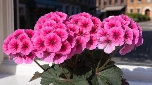 Не хочет куст герани цвести и все тут! Перепробовала все , что знаю!