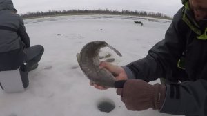 Все были в шоке от БОКОВОГО КИВКА, Ловля карпа зимой