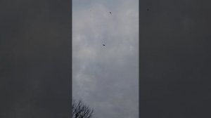 мои голуби Ростовская область Сальский р-н Андрей 89895013708