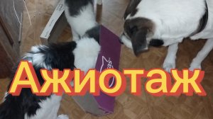 Ажиотаж 09-03-2026