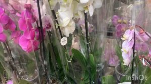 Прогулка в Лемана за цветами