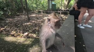 Азия #4 - Бали 2026 сжат.mp4