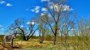 Весенняя свежесть