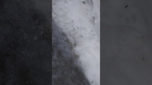 исследование кто преступник ?😱