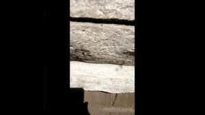 VID-20250802-WA0011.mp4