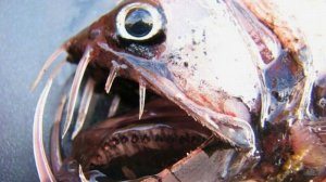 Рыба-гадюка.Жуткий обитатель морских глубин.