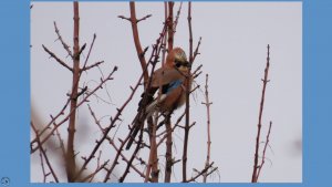 Сойка-пересмешница поёт. Голос сойки. Начало марта 2026