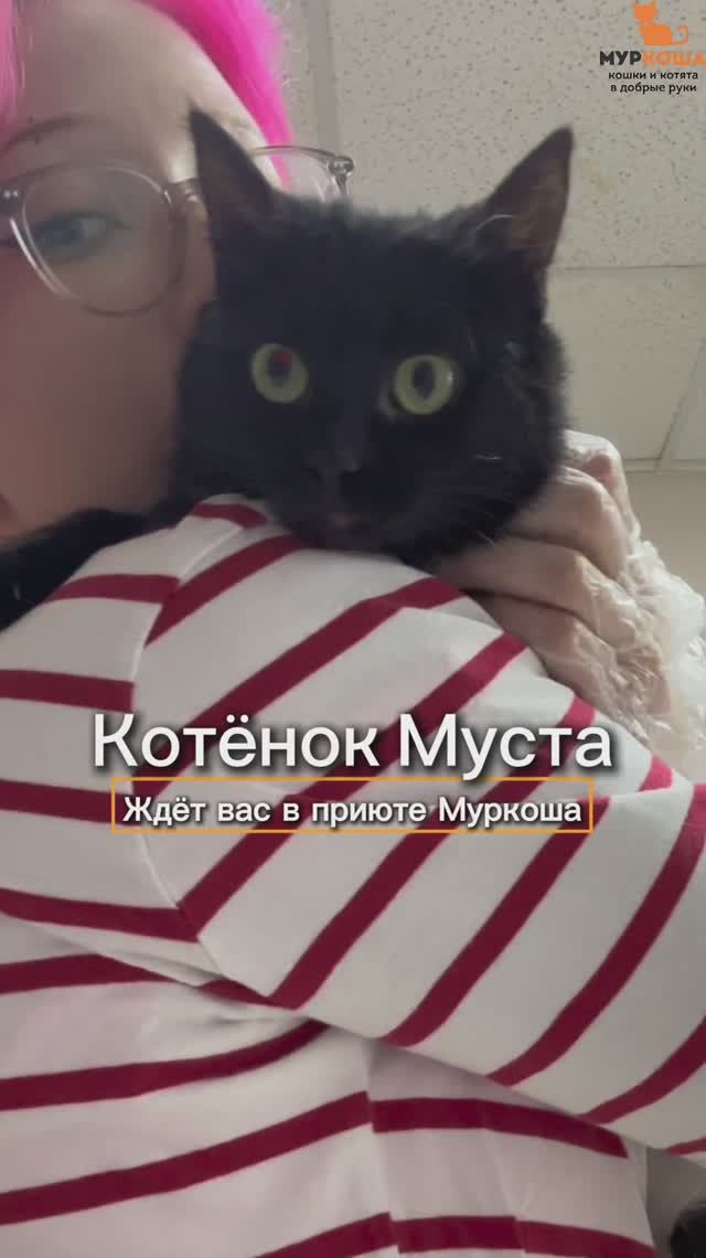 Муста ждёт вас в приюте #Муркоша