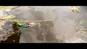 собираю пластиковую рыбку ЧАСТЬ 8