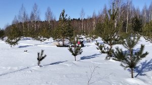 58. Разведка сосновой шишки. Нужна ли лопата мотособаке. Мотобуксировщик заглох!