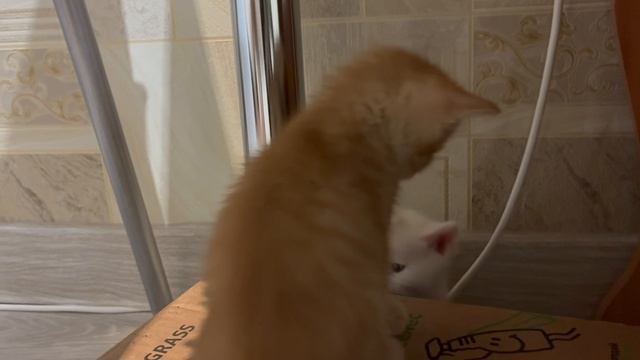 #Котята#кошки#животные#пушистики смотреть онлайн