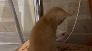 #Котята#кошки#животные#пушистики