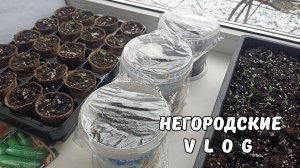 Огород на окне. Мода на НУТРИЙ "серебро", а нам нравятся разноцветные. 06.03.26. ч.2