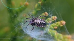 Чудо любовь_ автор Олег Сапегин