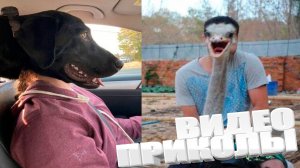 ВИДЕОПРИКОЛЫ \ КРУТЫЕ ПРИКОЛЫ 2025 \ НОВЫЕ ПРИКОЛЫ \ СМЕШНЫЕ ПРИКОЛЫ 2025 ЮМОР