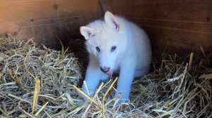 Щенка отправил в вольер