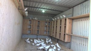 В гостях у Игоря Свириденко: мраморные, пёрые.