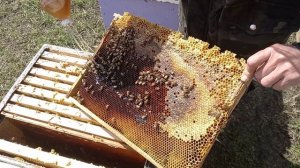 Пошла пыльца, продолжаем стимуляцию