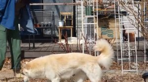 весенний сад🌿🌱🌷🌷🌷