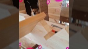 1000050948.mp4 (Собака наблюдает за устройством лестницы на 2-ой этаж в доме А-фрейм)