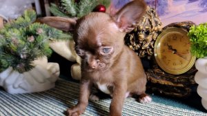 Барни ждёт Вас 08/03/26 #купить_щенка_чихуахуа_продаю +79215950848