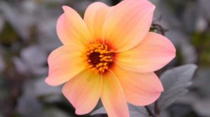 561.=НЕ СПОРТЕ С ЖЕНЩИНАМИ=. Сл. А. Зенцов, муз и исп. Нейросеть, видио Н. Пчелинцева.