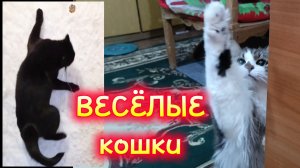 ВЕСЁЛЫЕ КОШКИ.