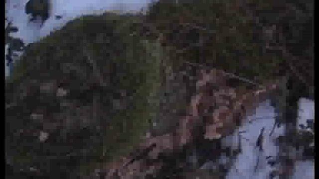 Появились первые Грибочки из под снега. Природа.