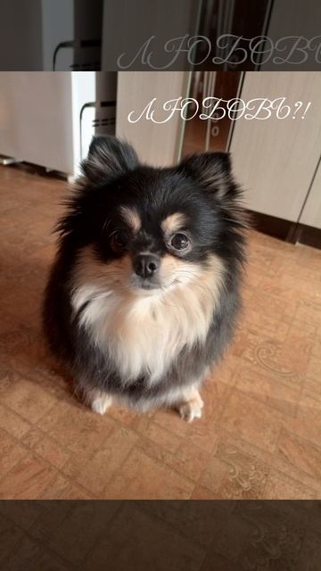 любовь Мия)❤️