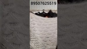 9.03.26 Пуховые косынки, платки,паутинки, шарфы, жилеты, манишки ,шапки