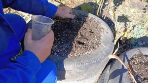 Посадка озимого чеснока 🧄 2025.