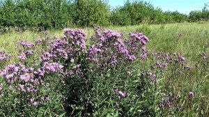 Луговые цветы. Горькуша (Соссюрея)