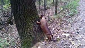 051 2016.10.18_10.11.10 Маня и белка