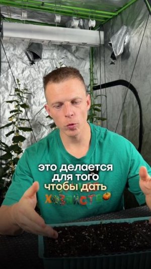 🌱 Что сделать когда появилиись первые всходы томатов