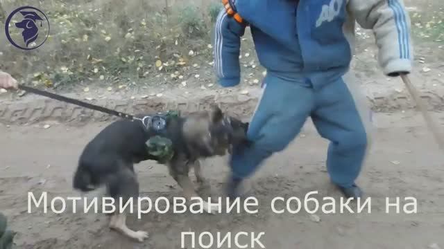 Дрессировка радиоошейником