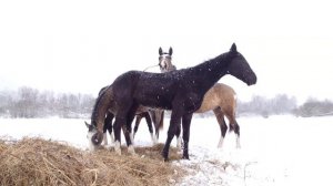 akhal-teke-horse-yearlings-winter-snow-elena-mashkova-shael-stud.mp4