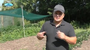 Корневой сельдерей - выращивание от начала и до конца в одном видео