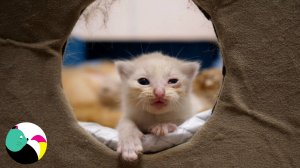 Котята подросли и уже двигаются.