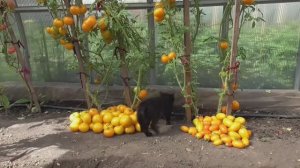 Томат Джало Санта. №572. Обзор в теплице 2020 год.