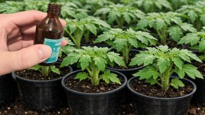 1 Капля под любую рассаду и хилая рассада будет толстым крепышом, повышает урожайность рассады!
